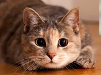 A cat with big eyes making a cute yet dramatic face. The image is small enough.