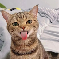 Tabby cat blepping with the bed in the background