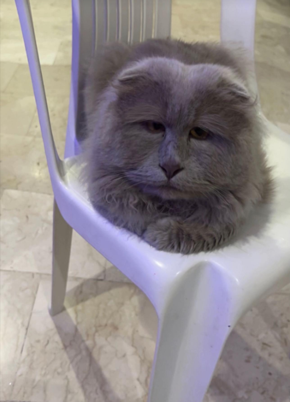 A gray cat sitting on a white chair, but the cat's eyes are scaled smaller to the proportion of the cat's body.